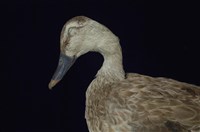 Spot-billed Duck Collection Image, Figure 12, Total 13 Figures